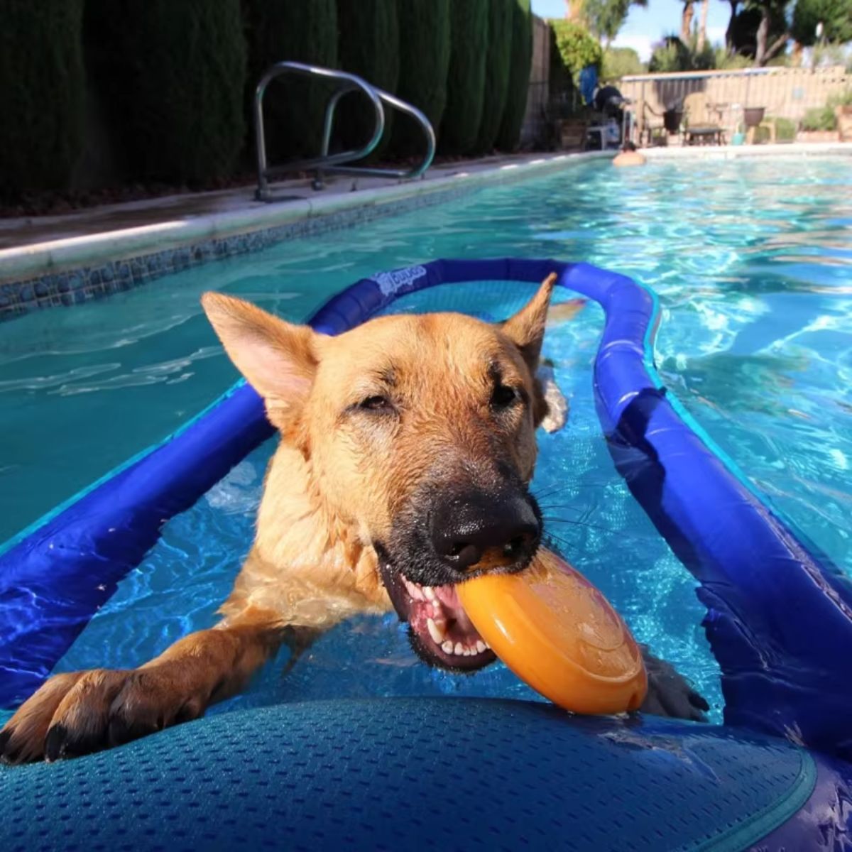Durable Squeaky Foraging Disc Dog Toy